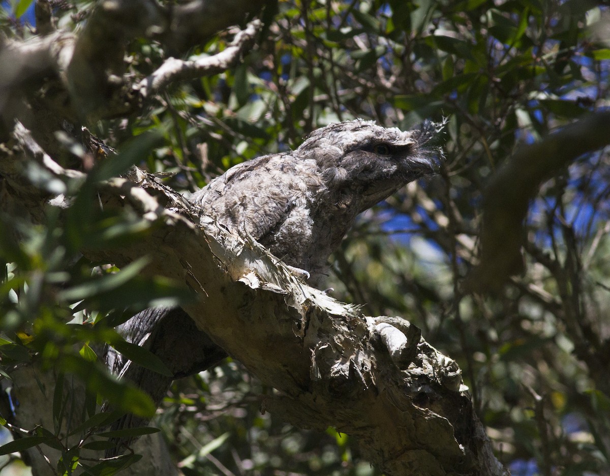 Tawny Frogmouth - ML612822085