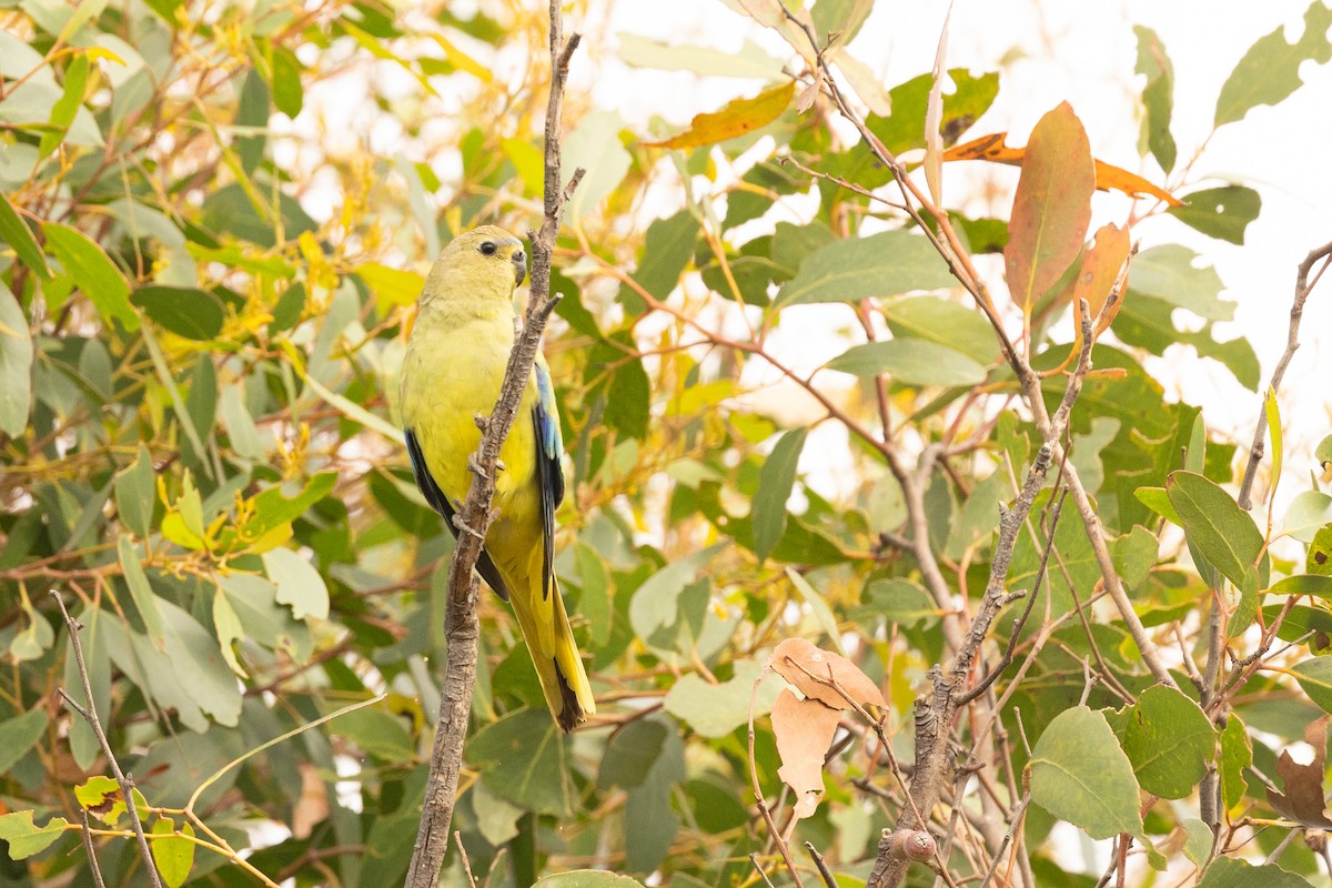 Elegant Parrot - ML612822094