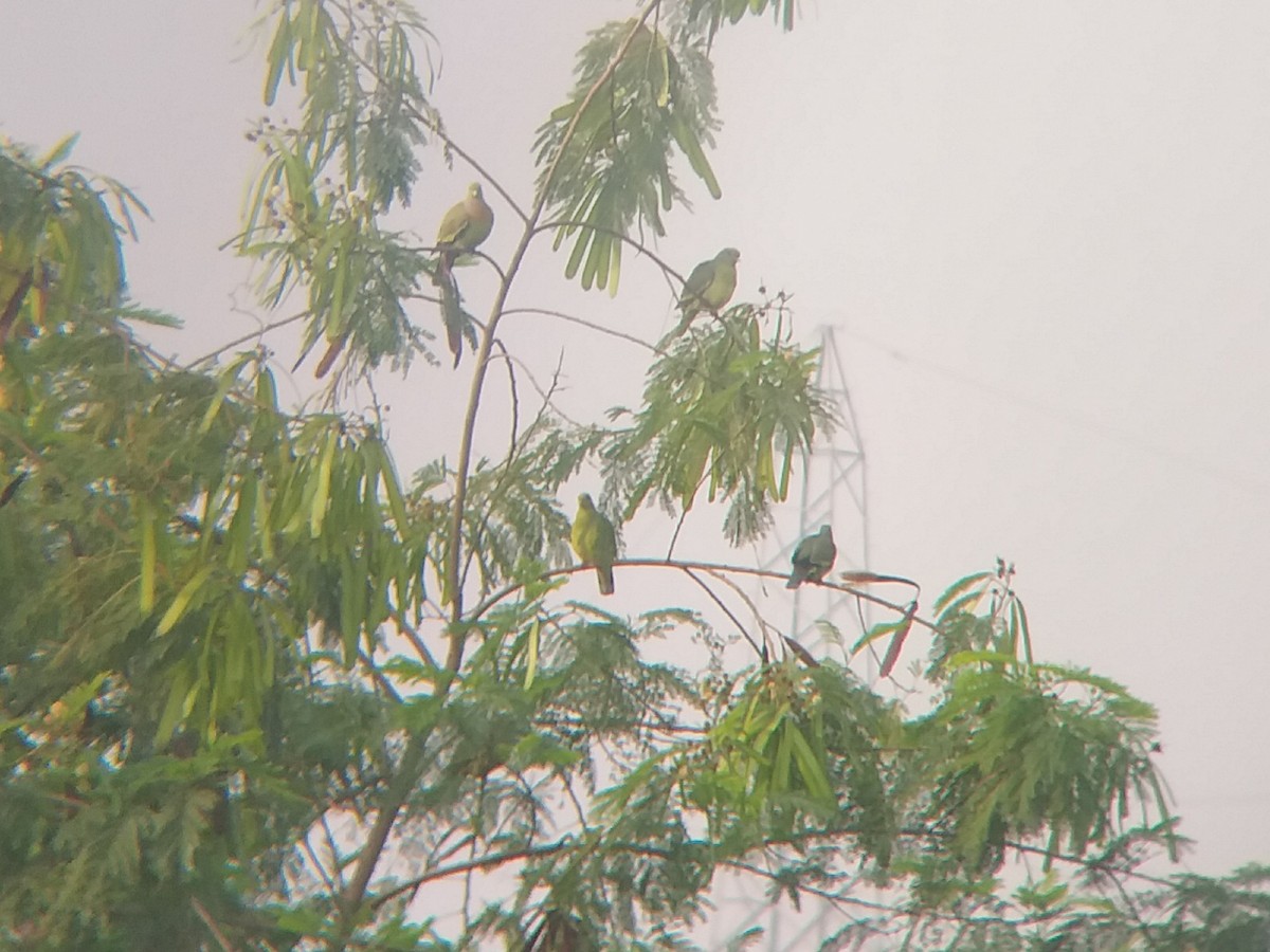 Orange-breasted Green-Pigeon - Sooraj  Sekhar