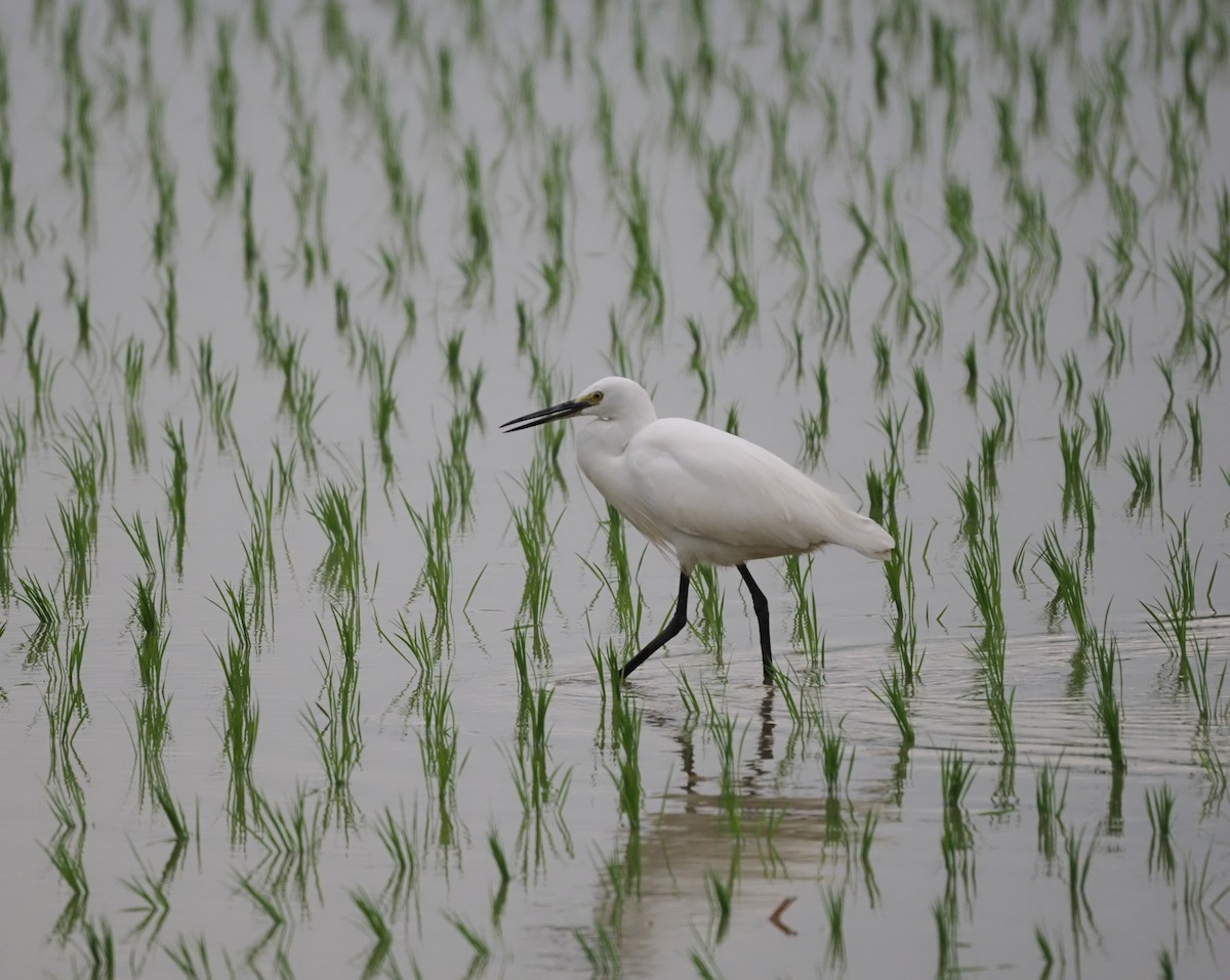 Little Egret - Liu JYUN-FU