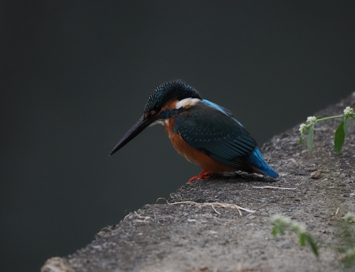 Martin-pêcheur d'Europe - ML612822189