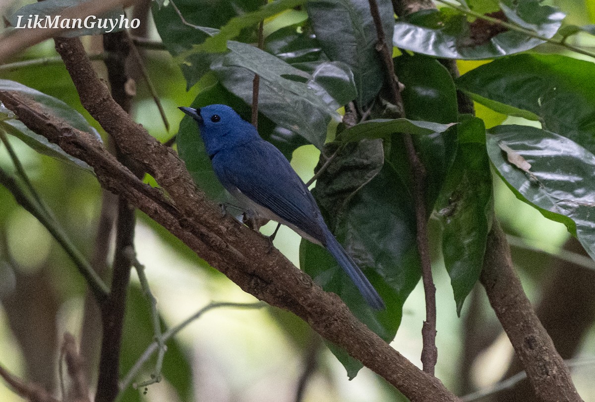 Black-naped Monarch - ML612822203