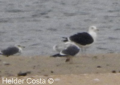 Great Black-backed Gull - Helder Costa