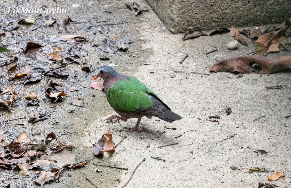 Asian Emerald Dove - ML612822224