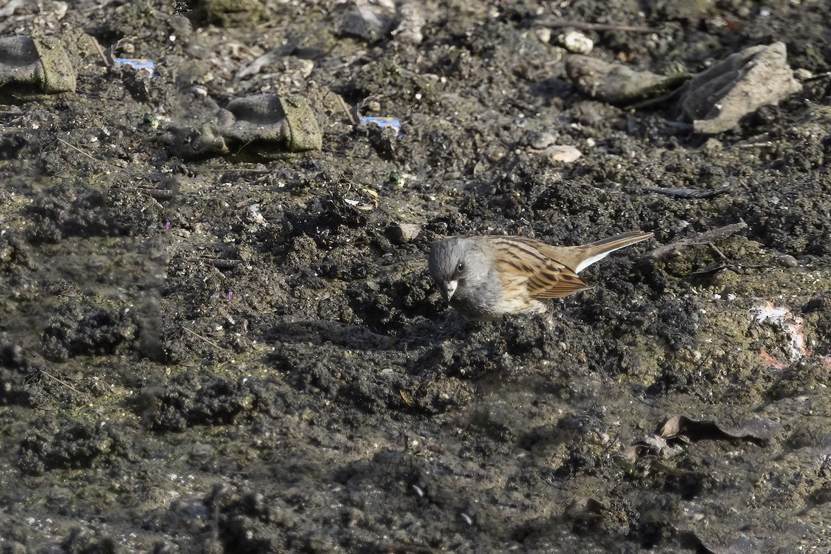 Black-faced Bunting - ML612822236