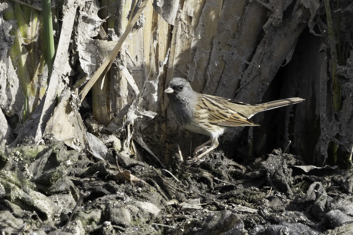 Black-faced Bunting - ML612822237