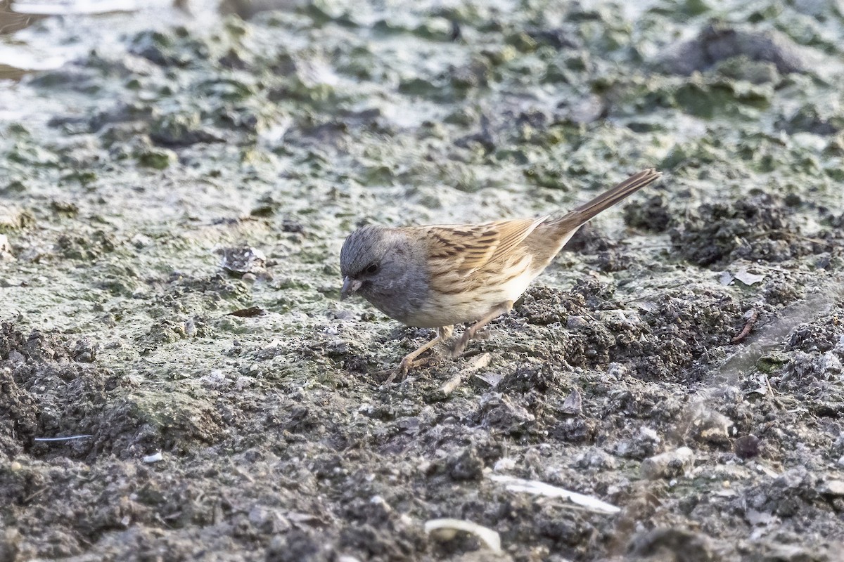 Escribano Enmascarado (spodocephala/sordida) - ML612822247