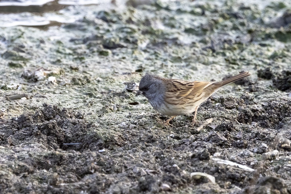 Black-faced Bunting - ML612822251