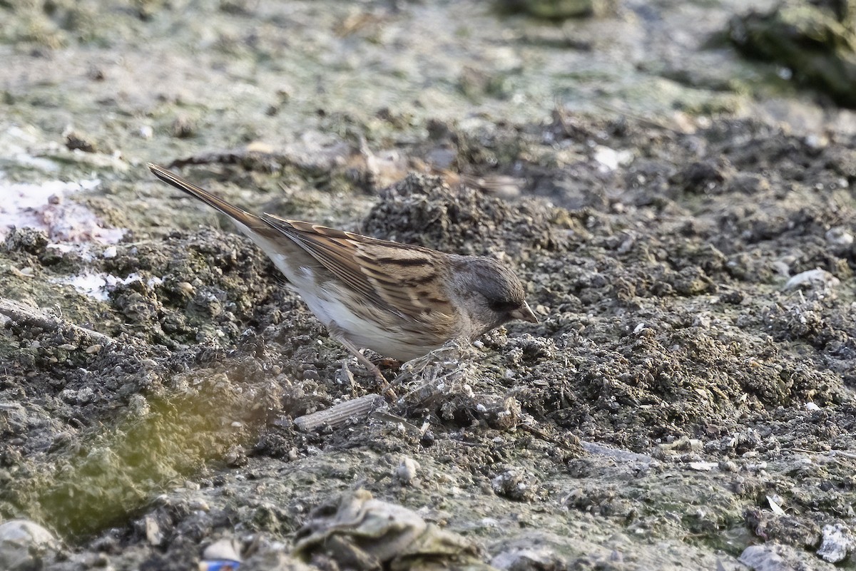 Black-faced Bunting - ML612822253