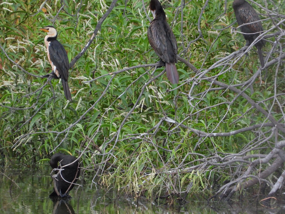 Little Pied Cormorant - ML612822371