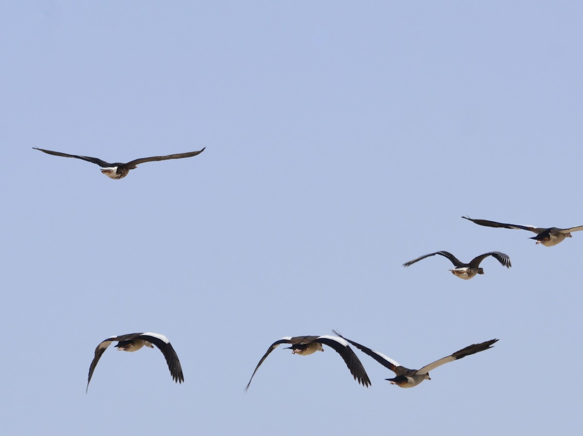 Lesser White-fronted Goose - ML612822389