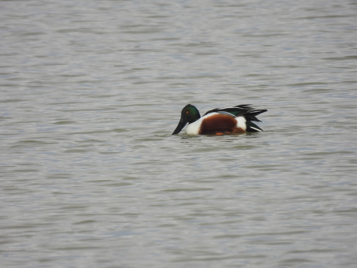 Northern Shoveler - ML612822398