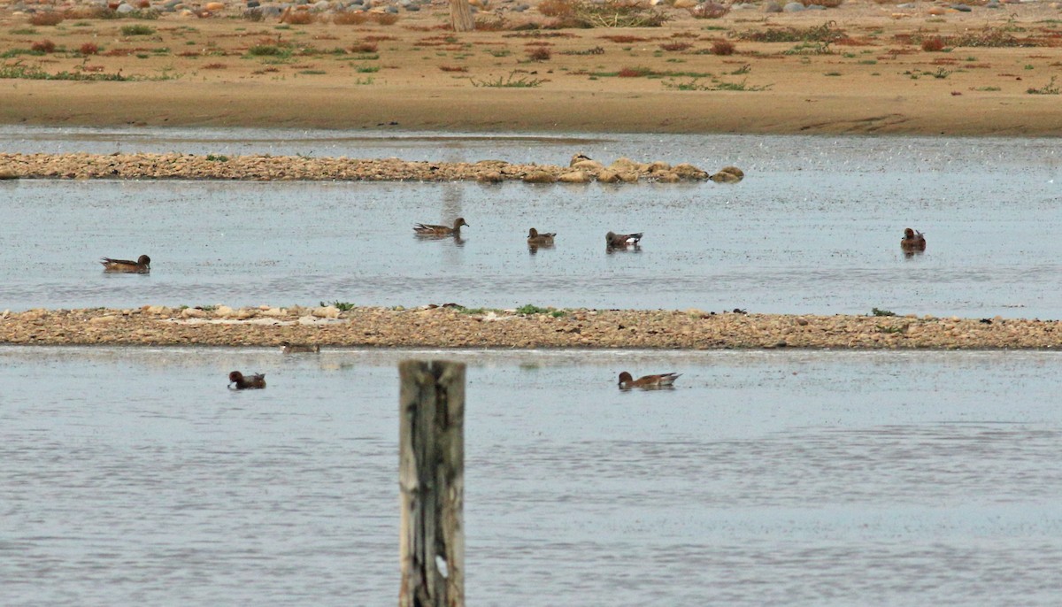 American Wigeon - Andrew Steele