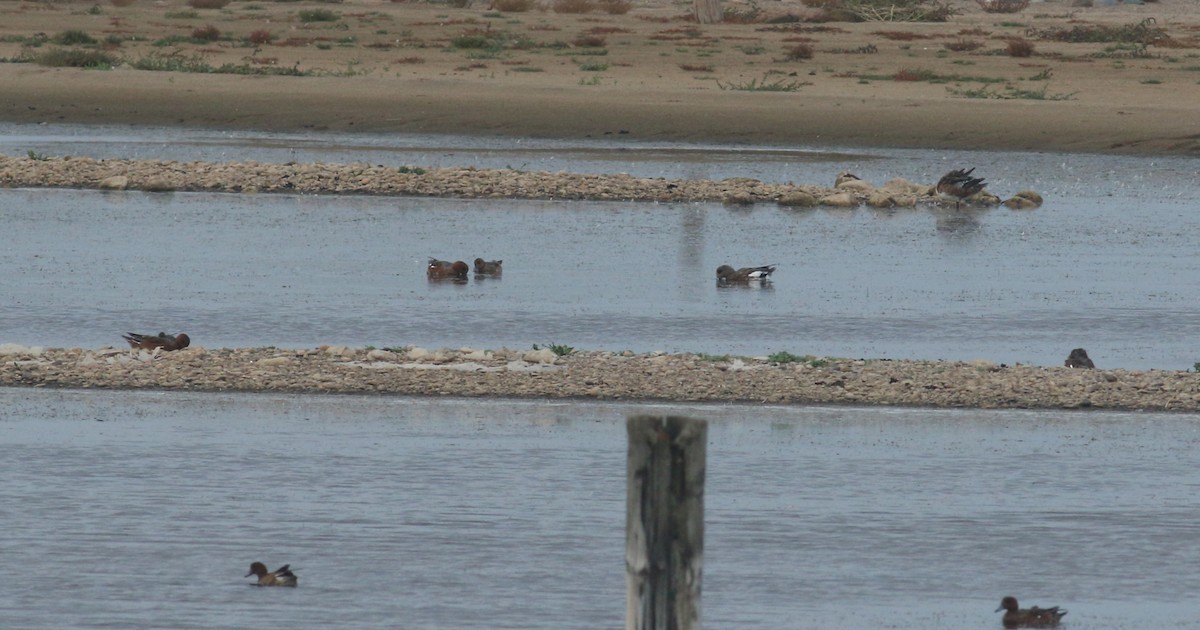 American Wigeon - ML612822489