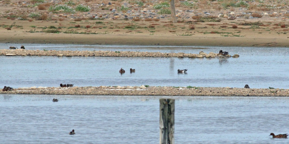 American Wigeon - ML612822490