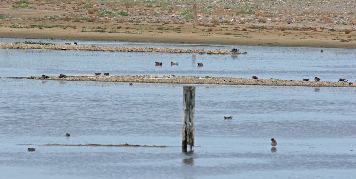 American Wigeon - ML612822493