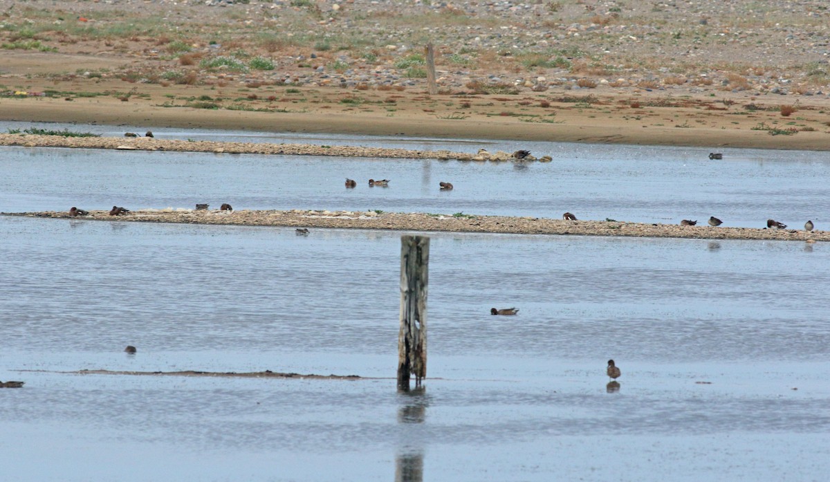 American Wigeon - Andrew Steele