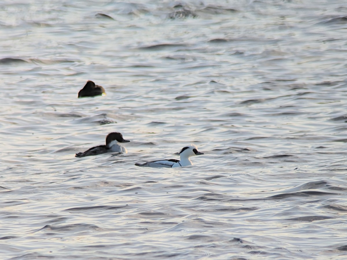 Smew - ML612822679