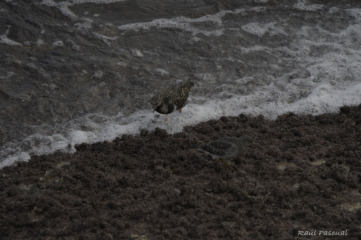 Purple Sandpiper - ML612822884