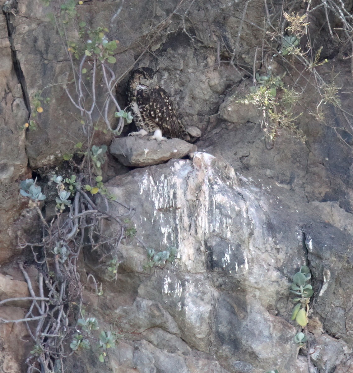 Cape Eagle-Owl (Northern) - ML612822951