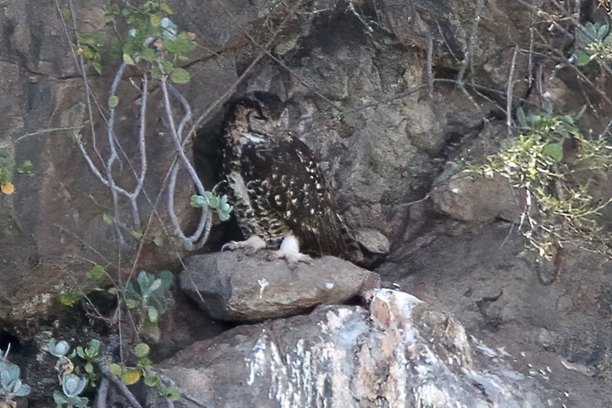 Cape Eagle-Owl (Northern) - ML612822953