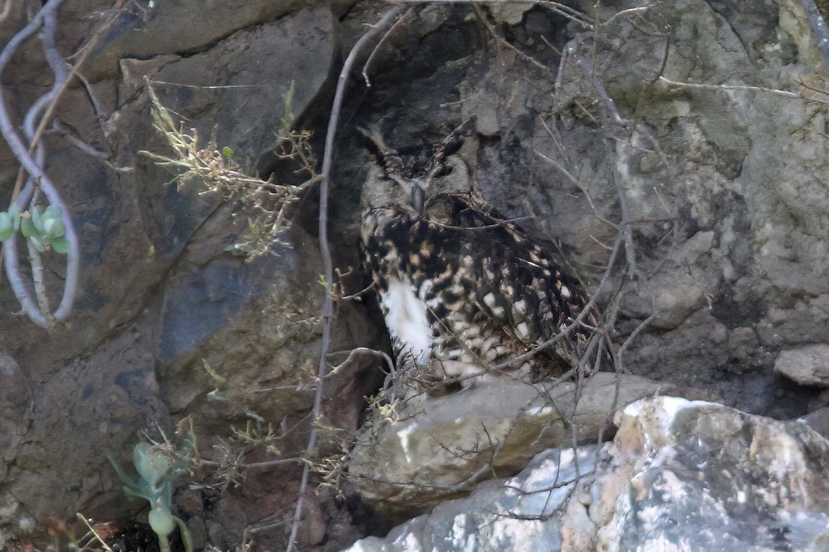 Cape Eagle-Owl (Northern) - ML612822954