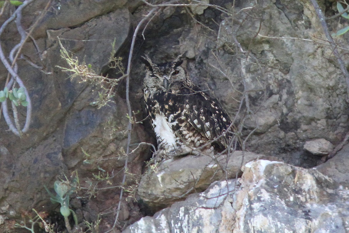 Cape Eagle-Owl (Northern) - ML612822956