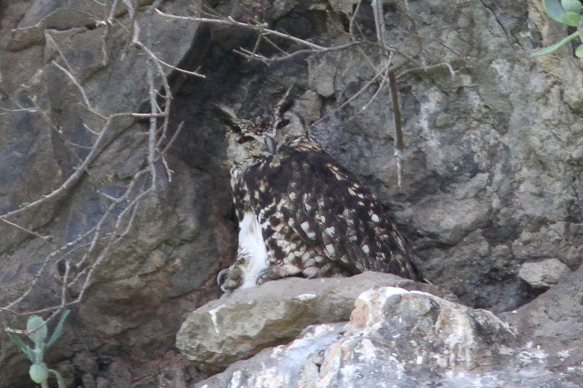 Cape Eagle-Owl (Northern) - ML612822958
