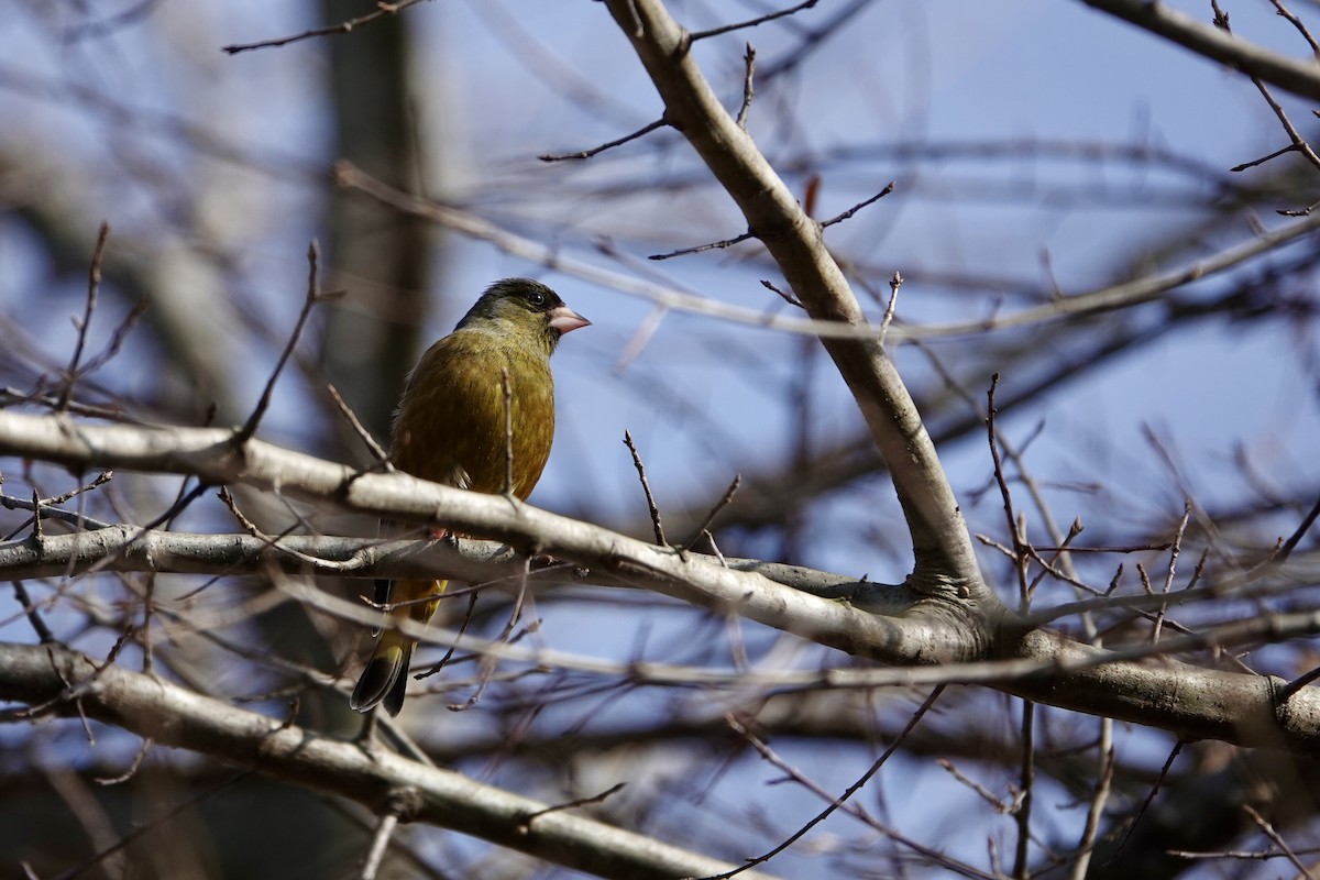 Oriental Greenfinch - yasuhiro kojima