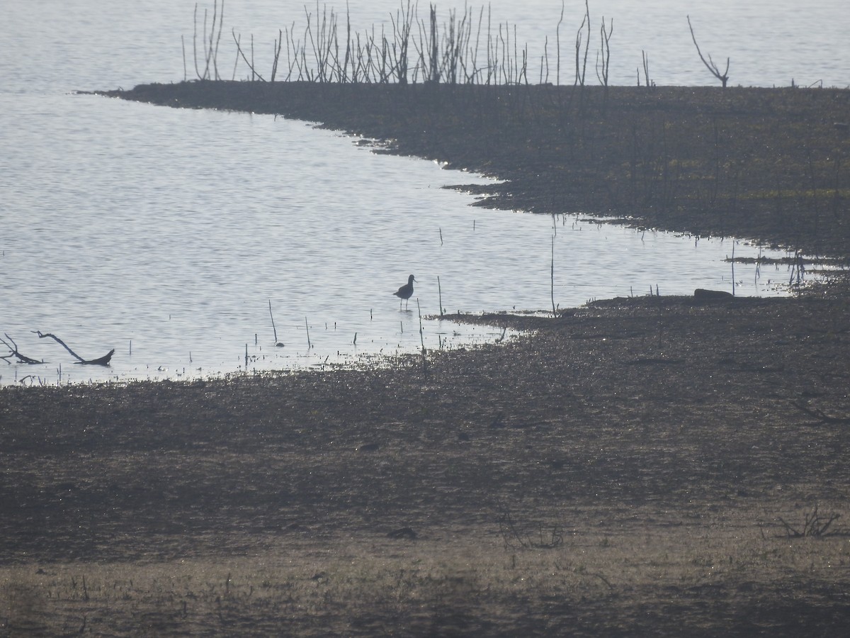 Common Greenshank - ML612822991