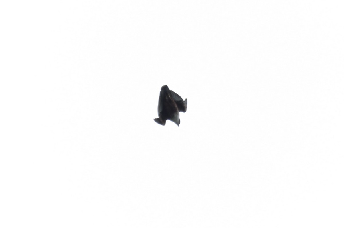 Орел-карлик індійський - ML612823063