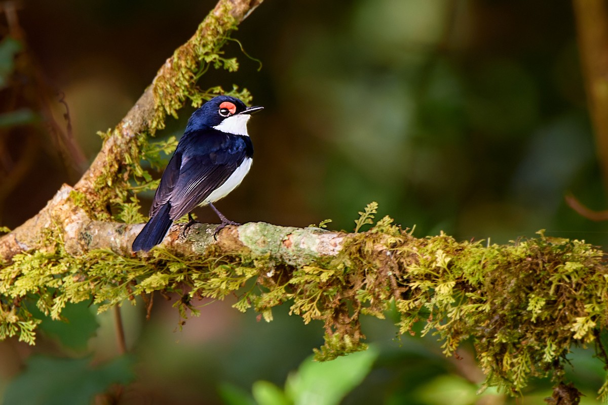 Banded Wattle-eye - Tomáš Grim