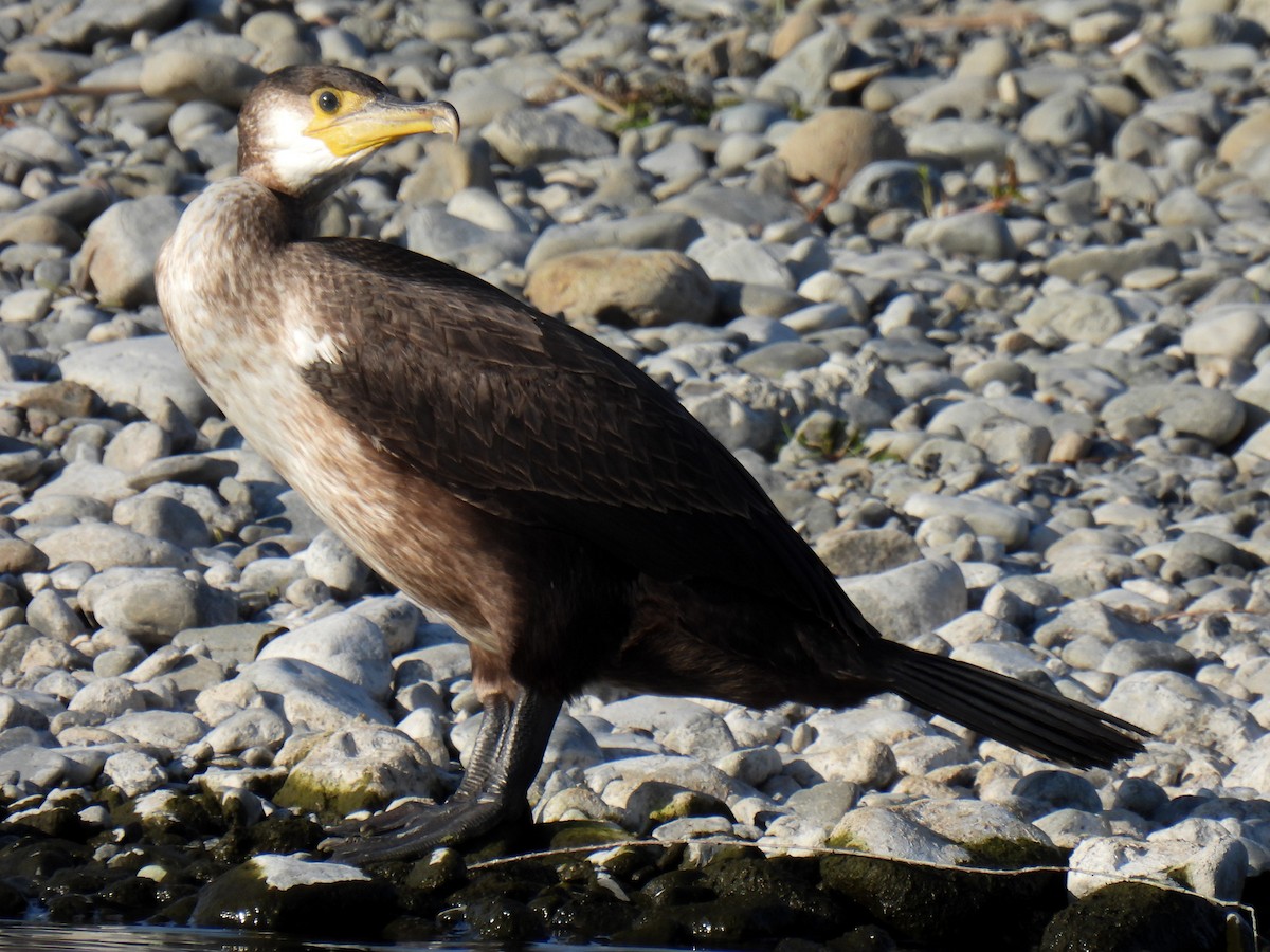 Cormoran de Temminck - ML612823093