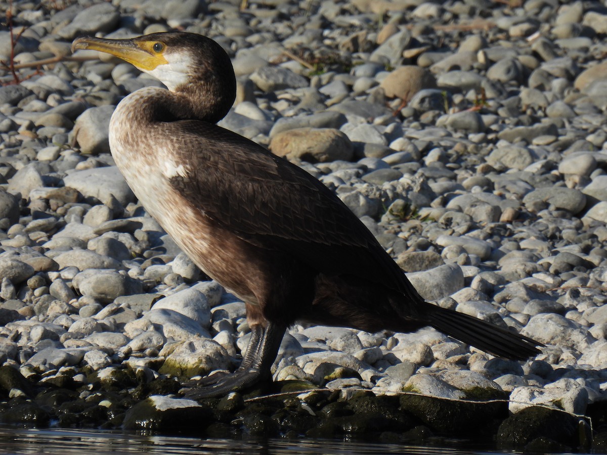 Cormoran de Temminck - ML612823094