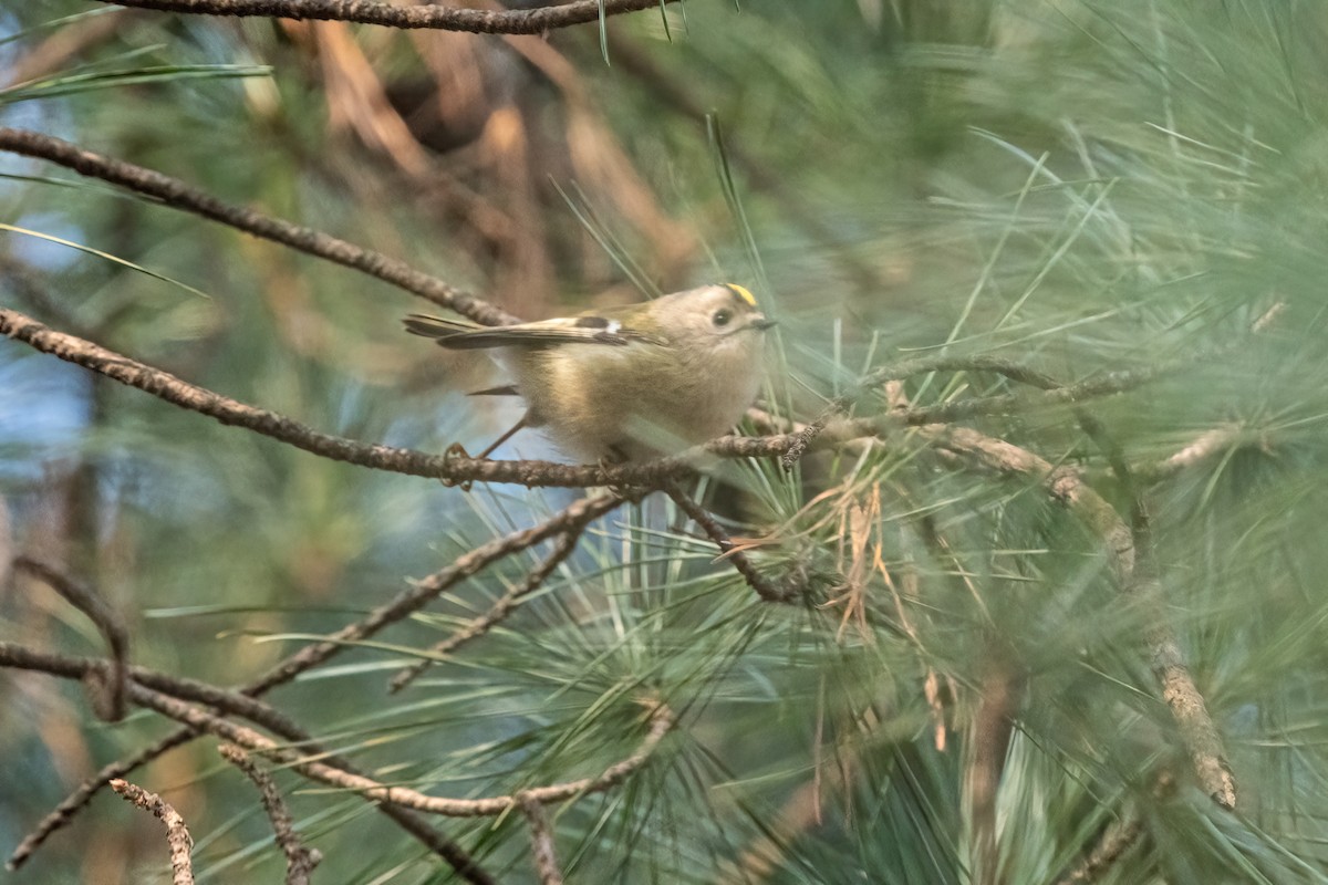 Goldcrest - ML612823184