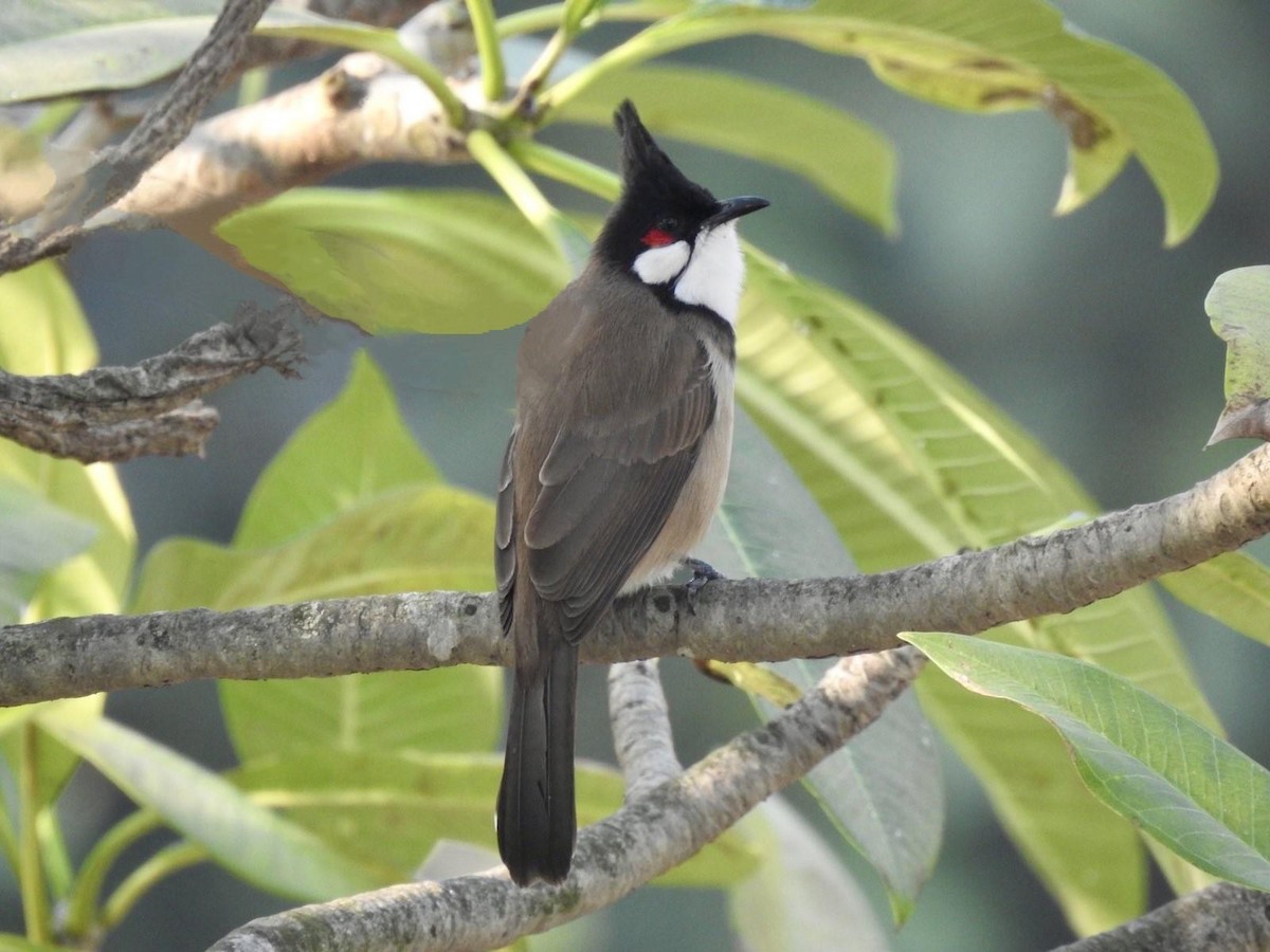 Red-whiskered Bulbul - ML612823274