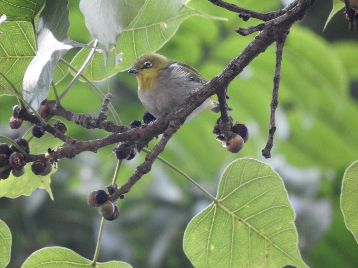 Swinhoe's White-eye - ML612823283