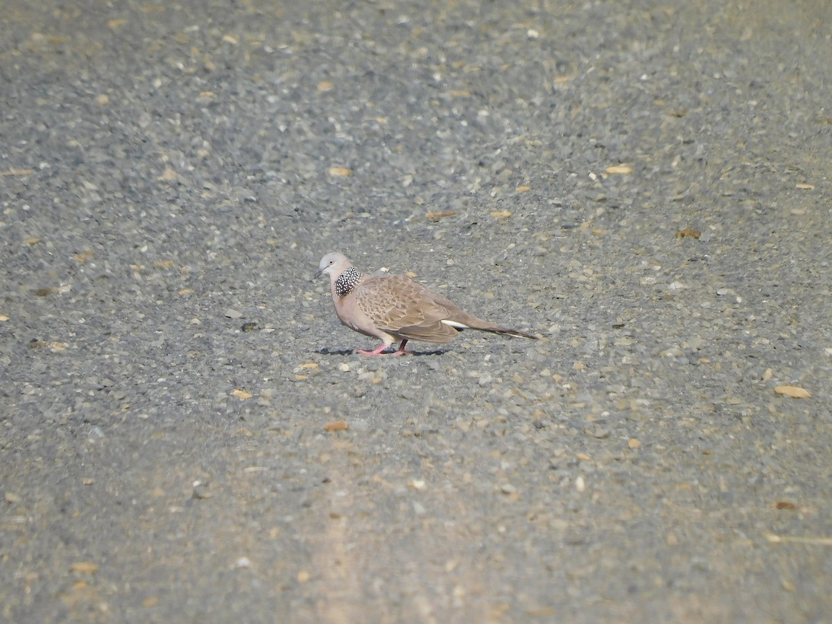 Spotted Dove - ML612823325