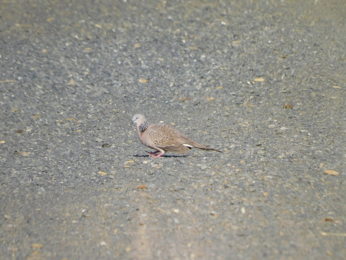 Spotted Dove - ML612823326