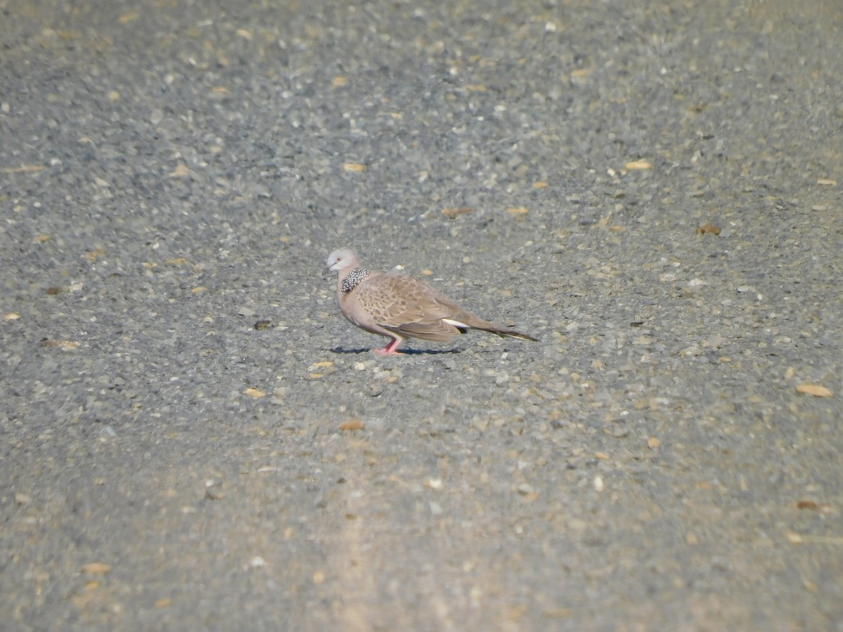 Spotted Dove - ML612823327