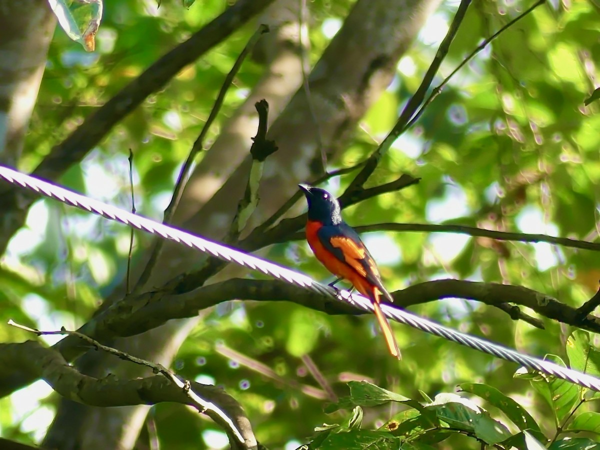 Scarlet Minivet - Shelley Rutkin