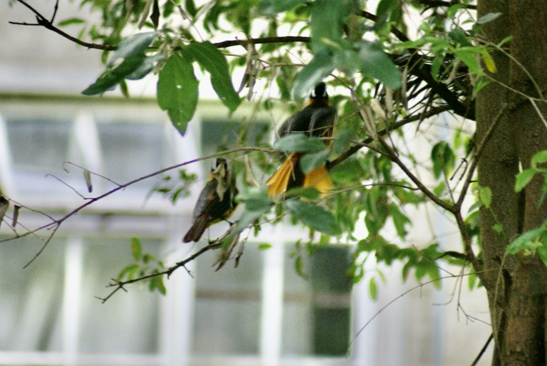 White-browed Robin-Chat - ML612823475