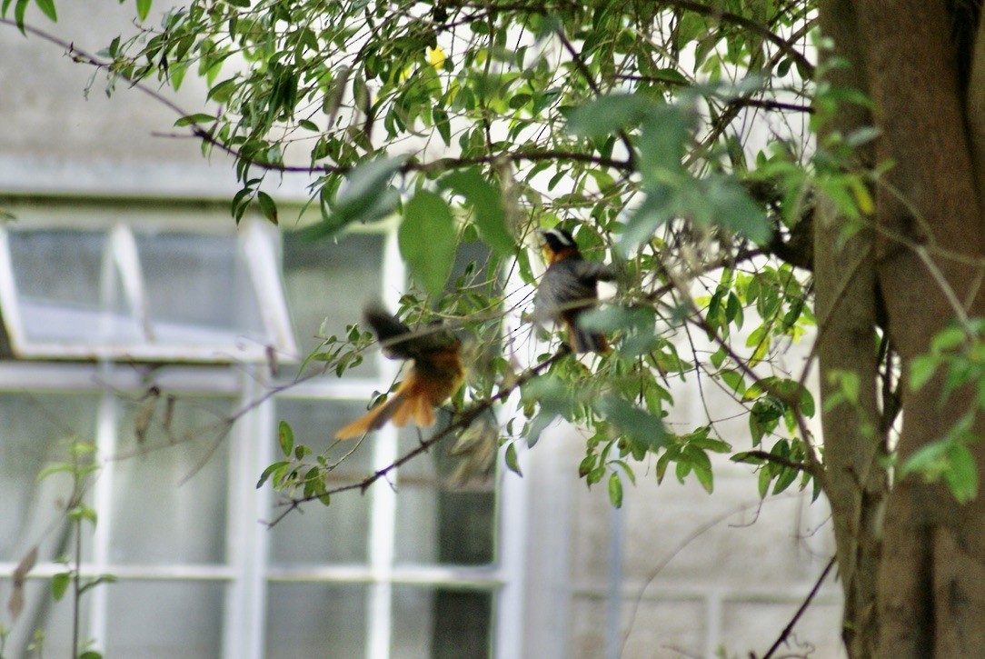 White-browed Robin-Chat - ML612823476