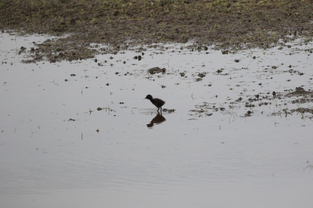 Buff-banded Rail - Aaron David