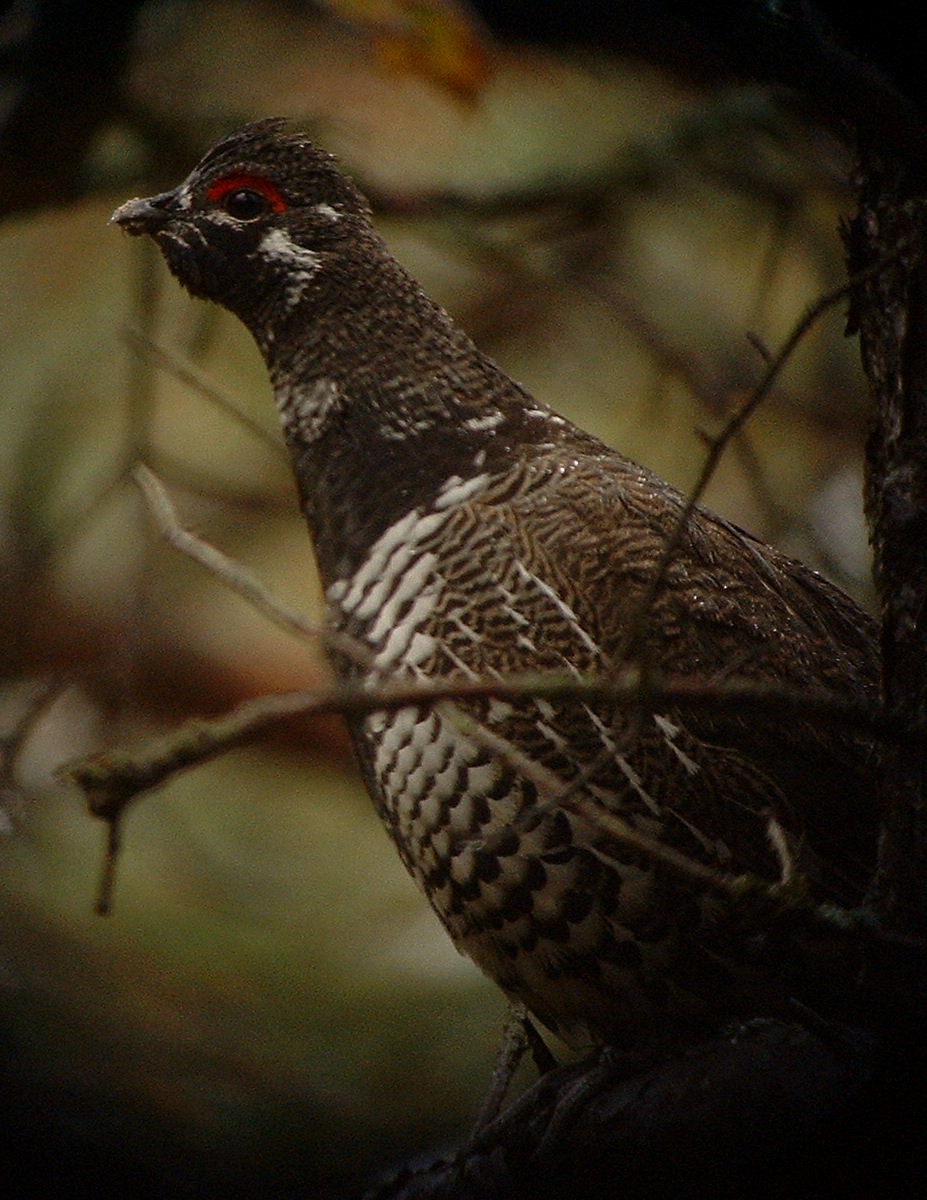 Spruce Grouse - Matt Hysell