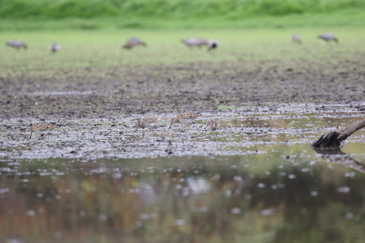 Latham's Snipe - Aaron David