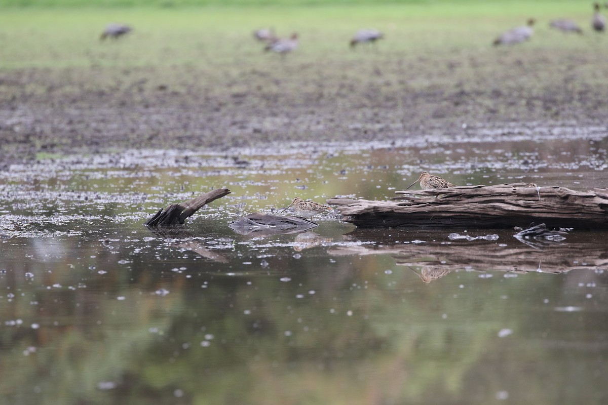 Latham's Snipe - Aaron David