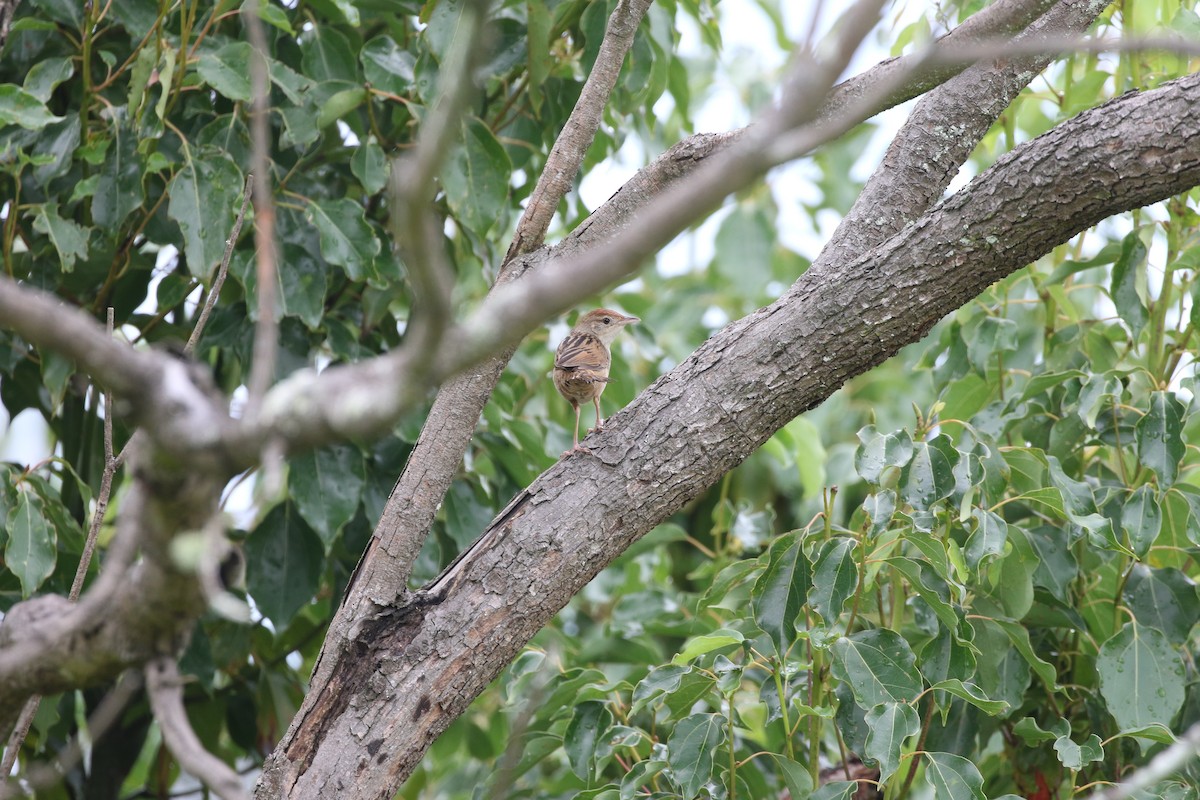 Tawny Grassbird - ML612823639