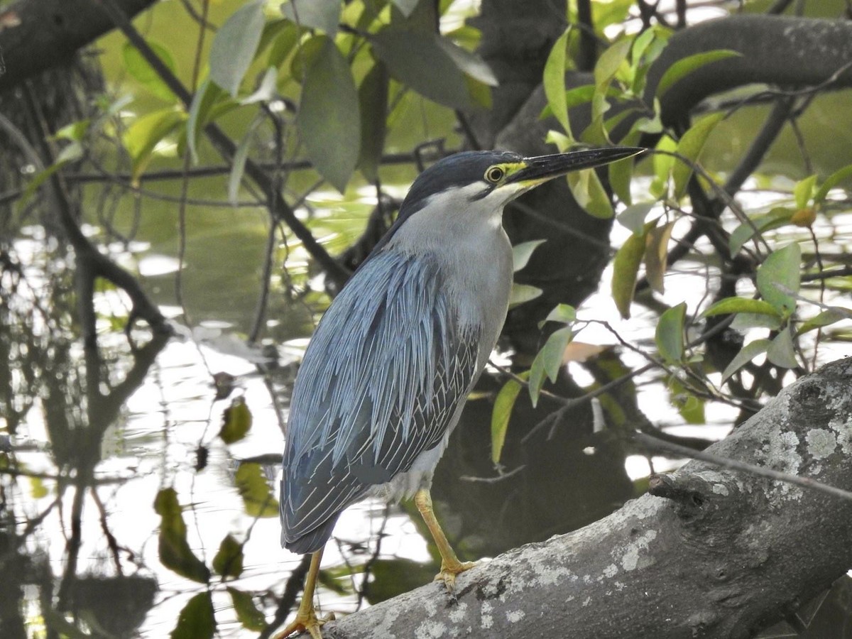 Striated Heron - ML612823651