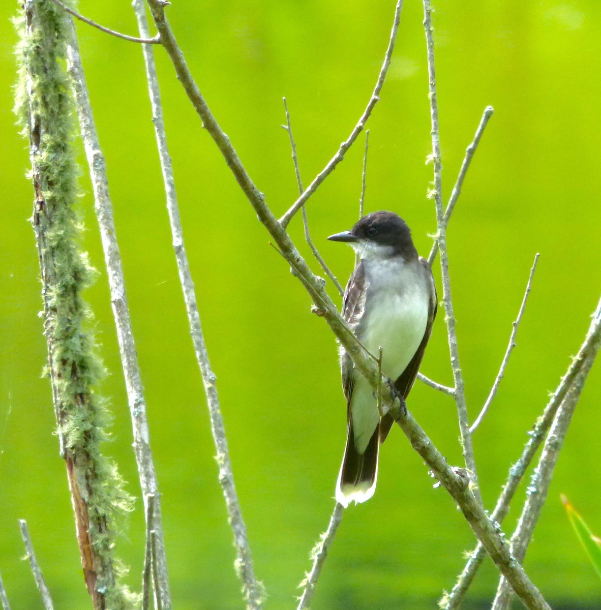 Eastern Kingbird - ML61282371